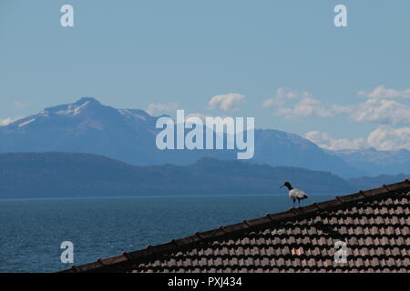 Seagull on roof, Bariloche, Argentina Stock Photo