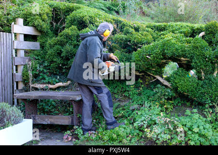 Man wearing ear protectors trimming hedge with hedge trimmer in autumn garden in Carmarthenshire Wales UK  KATHY DEWITT Stock Photo