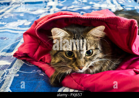 domestic crossbreed cat portrait Stock Photo