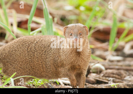 small Indian mongoose Stock Photo