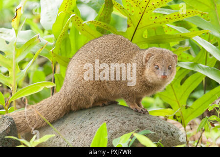 small Indian mongoose Stock Photo