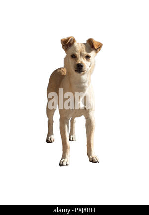 Selective focus shot of a cute dog in a dog shelter Stock Photo - Alamy