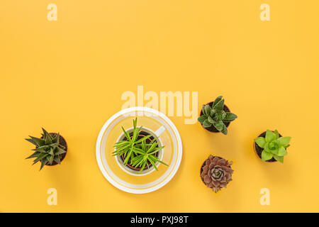 Succulent plants on joyful yellow background, with copy space. Stock Photo