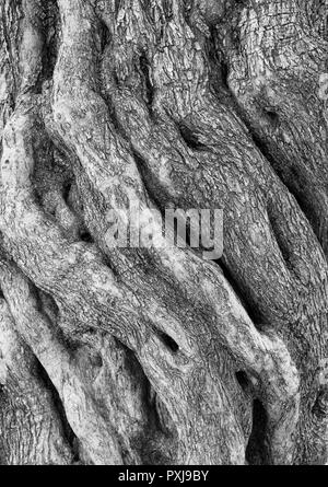 Black and White photograph of a gnarled old olive tree trunk outside the Basilica at the Agios Neophytos Monastery near Tala, Paphos Region, Cyprus. Stock Photo