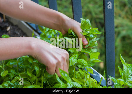 Woman harvesting herbs on balcony, home garden Stock Photo