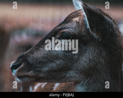 close-up of young female fellow deer Stock Photo