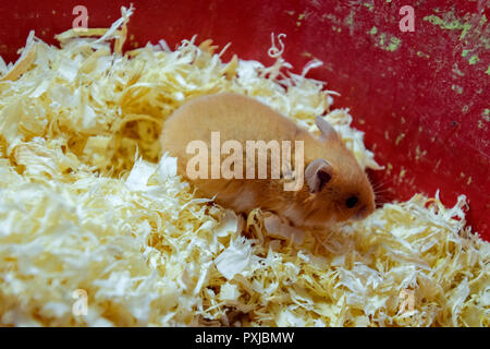 Hamster home in keeping in captivity. Hamster in sawdust. Red hamster Stock Photo