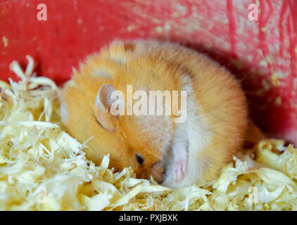 Hamster home in keeping in captivity. Hamster in sawdust. Red hamster Stock Photo