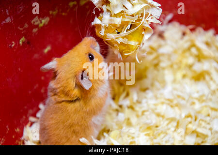 Hamster home in keeping in captivity. Hamster in sawdust. Red hamster Stock Photo