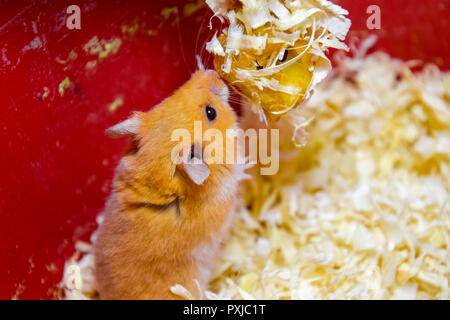 Hamster home in keeping in captivity. Hamster in sawdust. Red hamster Stock Photo