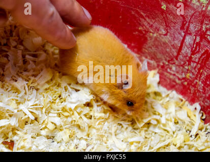 Hamster home in keeping in captivity. Hamster in sawdust. Red hamster Stock Photo