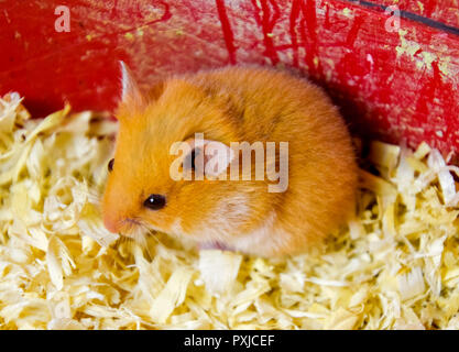 Hamster home in keeping in captivity. Hamster in sawdust. Red hamster Stock Photo