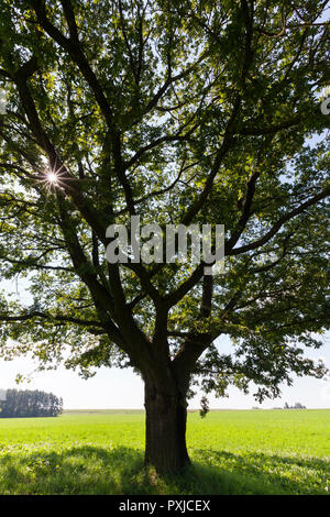 Sunlight from behind an old oak in the lush green park Stock Photo - Alamy
