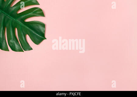 Monstera palm leaf on pale pink background. Elegant decor element. Stock Photo