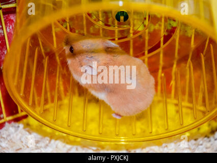 Hamster home in keeping in captivity. Hamster running wheel. Red hamster Stock Photo