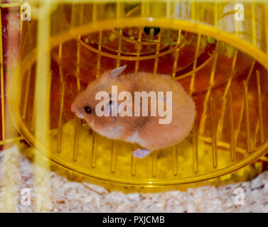 Hamster home in keeping in captivity. Hamster running wheel. Red hamster Stock Photo