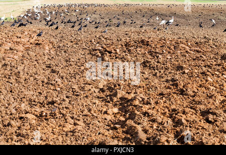 a large flock of white stork sits on the edge of a plowed field and eats a worm and a frog excavated from the earth Stock Photo