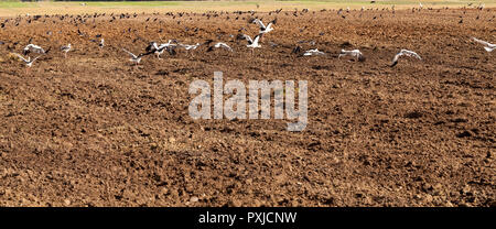 a large flock of white stork sits on the edge of a plowed field and eats a worm and a frog excavated from the earth Stock Photo
