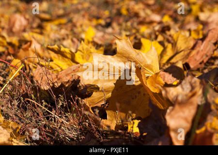 yellow foliage of maple during leaf fall, atumn season Stock Photo