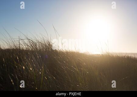 Long grasses blowing in the breeze at Long Beach, Washington, USA. Stock Photo