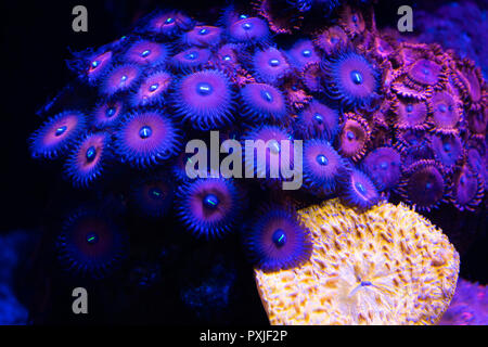 purple zoa coral in reef tank Stock Photo