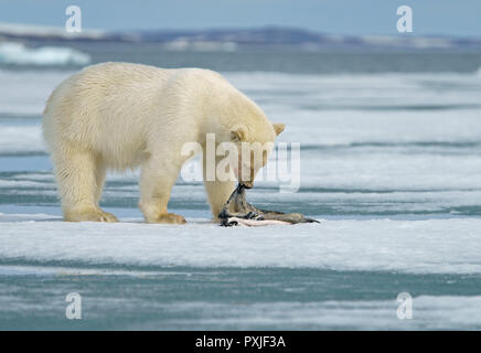 Polar bear (Ursus maritimus), kitten with seal skin, feeding a captured seal on ice floe, Svalbard, Norwegian Arctic, Norway Stock Photo