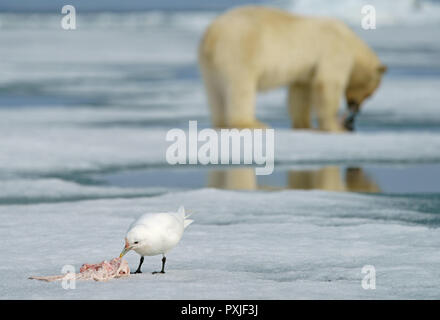 Ivory gull (Pagophila eburnea) feeding the rest of a carcass, polar bear in the background, Spitsbergen, Norway Stock Photo