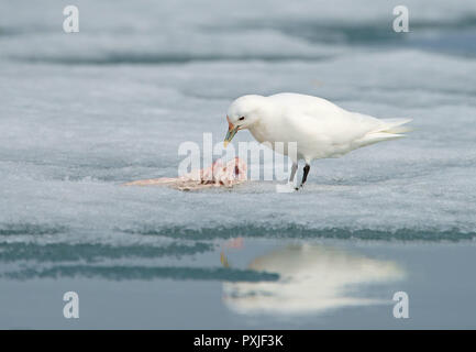 Ivory gull (Pagophila eburnea) feeding the rest of a carcass, Spitsbergen, Norway Stock Photo