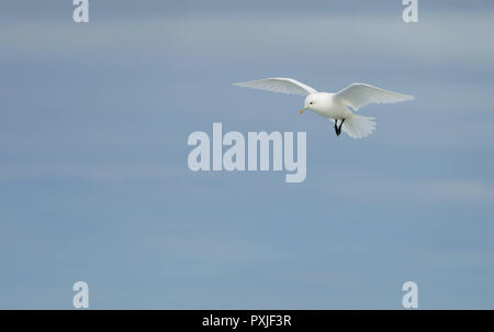 Ivory gull (Pagophila eburnea) in flight, Spitsbergen, Norway Stock Photo