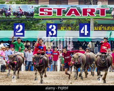 Chonburi, Chonburi, Thailand. 23rd Oct, 2018. The start of the a water buffalo race in Chonburi. Contestants race water buffalo about 100 meters down a muddy straight away. The buffalo races in Chonburi first took place in 1912 for Thai King Rama VI. Now the races have evolved into a festival that marks the end of Buddhist Lent and is held on the first full moon of the 11th lunar month (either October or November). Thousands of people come to Chonburi, about 90 minutes from Bangkok, for the races and carnival midway. Credit: Jack Kurtz/ZUMA Wire/Alamy Live News Stock Photo
