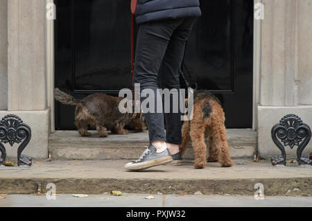 Downing Street, London, UK. 23 October 2018. Two dogs arrive in Downing Street during weekly cabinet meeting. Credit: Malcolm Park/Alamy Live News. Stock Photo