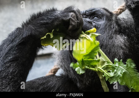 Berlin, Germany. 23rd Oct, 2018. Gorilla male Ivo tastes it in his zoo enclosure. Credit: Paul Zinken/dpa/Alamy Live News Stock Photo