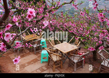 Chengdu, China. 23rd Oct, 2018. Chengdu, CHINA-Peach blossoms at Longquan Mountain in Chengdu, southwest China's Sichuan Province. Credit: SIPA Asia/ZUMA Wire/Alamy Live News Stock Photo