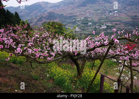 Chengdu, China. 23rd Oct, 2018. Chengdu, CHINA-Peach blossoms at Longquan Mountain in Chengdu, southwest China's Sichuan Province. Credit: SIPA Asia/ZUMA Wire/Alamy Live News Stock Photo