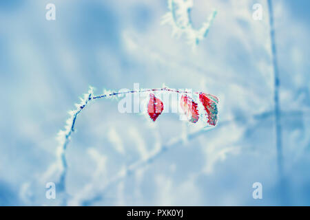 Red leaves covered with ice frost. Winter blue background Stock Photo