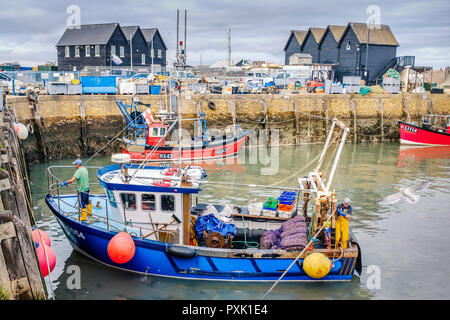 Whitstable, UK - Oct 17 2018. Fishermen return from a day at sea with  their latest catch of whelks in Whitstable harbour. The harbour was built by th Stock Photo