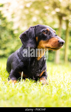 Portrait of a purebred dachshund in nature with blurred background on a sunny day. Stock Photo