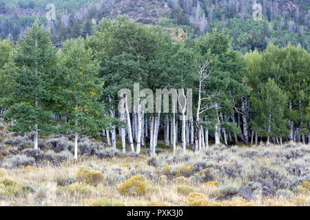 Pando, clonal colony of Quaking Aspen trees, Populus tremuloides ...