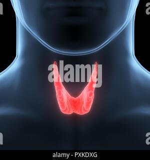 Human Glands (Thyroid Gland) Anatomy Stock Photo