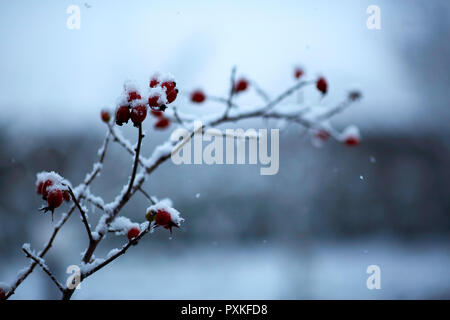 Berries in the snow. The first winter snow on the leaves. Red berries under the snow Stock Photo