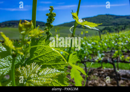 Young leaves of grapes in sunlight at sunset. Young inflorescence of grapes on the vine close-up. Stock Photo