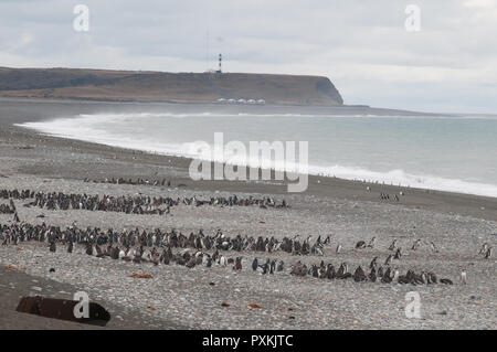 In the protected area dedicated to the Magellanic penguins, sulal beach of Cabo de Virgenes Stock Photo