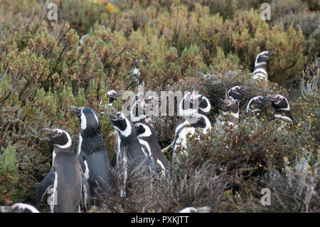 In the protected area dedicated to the Magellanic penguins, sulal beach of Cabo de Virgenes Stock Photo