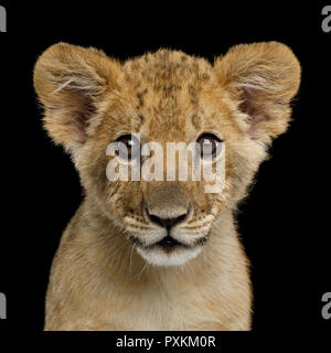 Portrait of Lion Cub Gazing in Camera Isolated on Black Background, front view Stock Photo