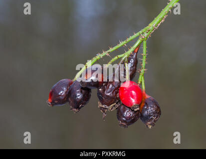 Close up of some rose hips of the Field rose, some black and rotten and one fresh Stock Photo