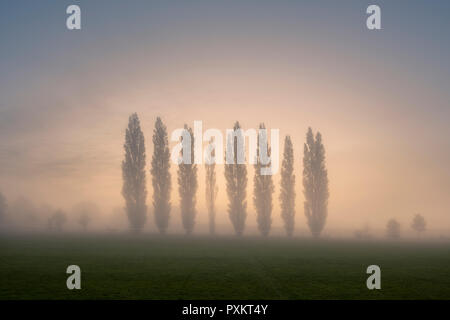 Autumn sunrise behind a row of Lombardy Poplar trees at the recreation ground in the North Somerset village of Wrington. These trees are a memorial to the 8 villagers killed in April 1973 when a flight from Bristol Airport to Basle crashed in the Swiss Alps. Stock Photo