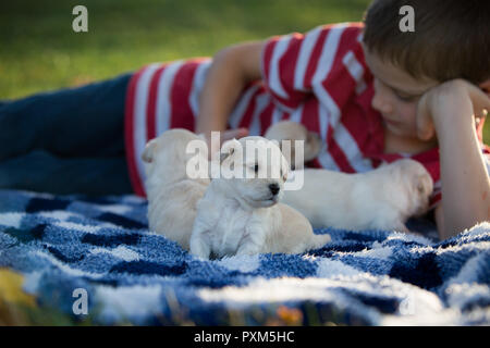 A boy laying outside on a blue and white checkered blanket playing with adorable little puppies on an autumn day Stock Photo