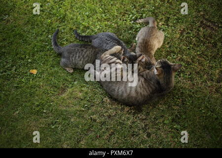 Mother cat nurses tabby kittens outdoors in the garden Stock Photo