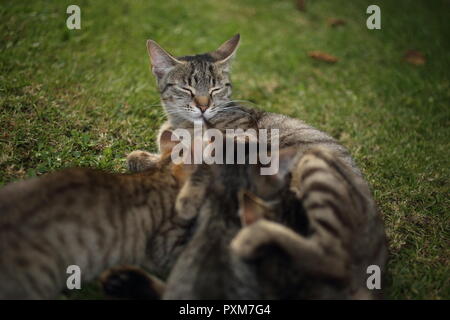 Mother cat nurses tabby kittens outdoors in the garden Stock Photo