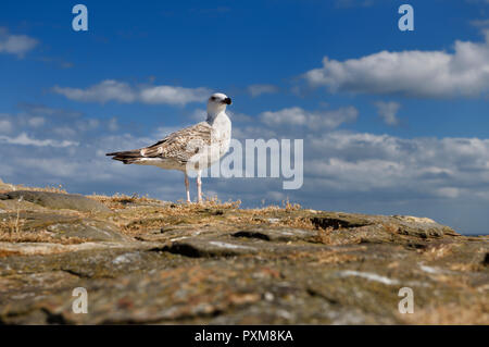 Juvenile Great black-backed gull Larus marinus on rock wall at Crail Harbour Scotland UK with blue sky and clouds Stock Photo